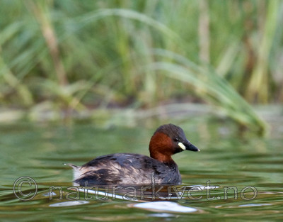 BB 09 0122 / Tachybaptus ruficollis / Dvergdykker